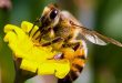 Albinele si lumea albinelor