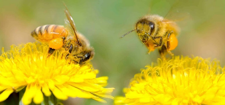 polenizarea la albine
