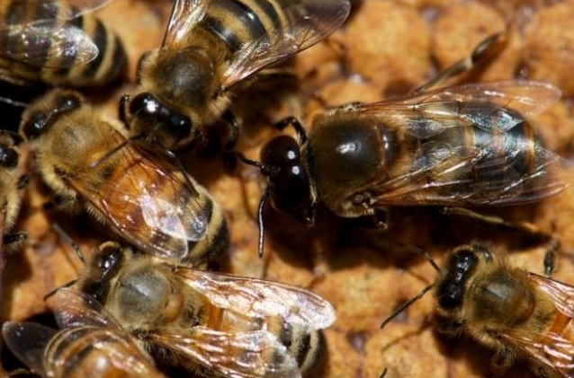 trantorii din stupul albinelor