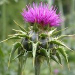 Armurariul ciulin pestrit Armurariul ciulin pestrit