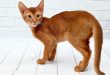 Abyssinian