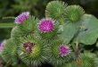 Brusturele - Arctium Lappa