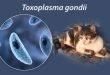 Toxoplasma Gondii